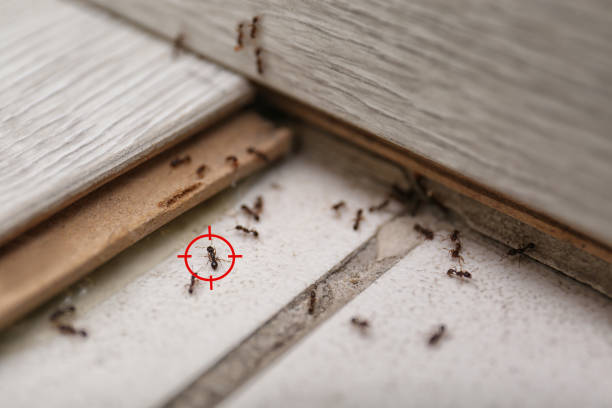 Best Residential Pest Control  in Catlin, IL